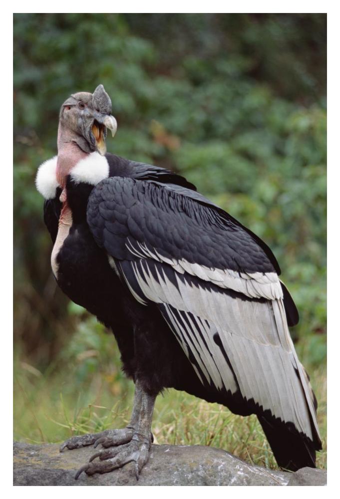 Andean Condor male, Cayambe, Ecuador-Paper Art-14"x20"