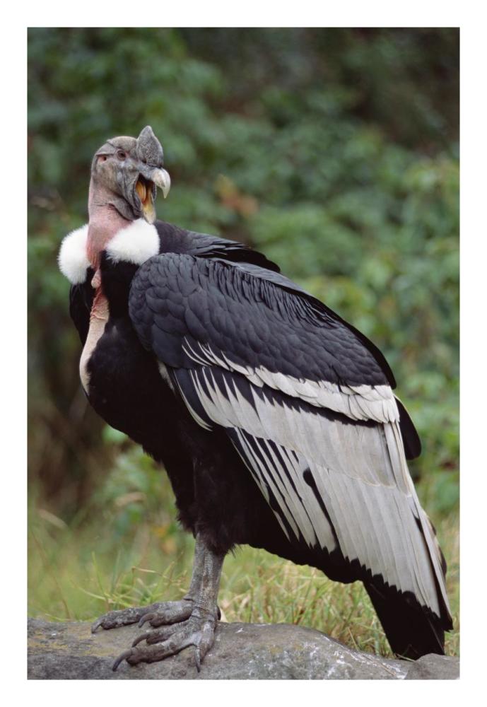 Andean Condor male, Cayambe, Ecuador-Paper Art-18"x26"