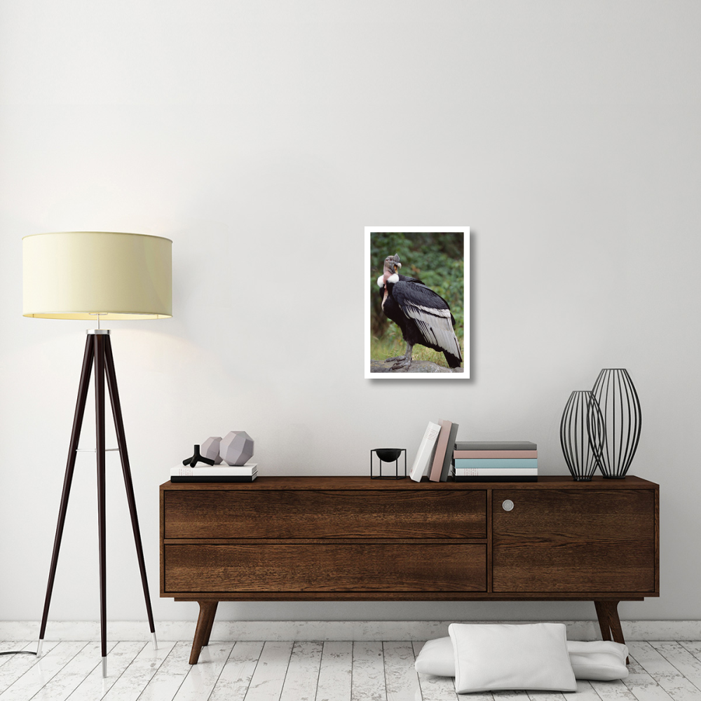 Andean Condor male, Cayambe, Ecuador-Paper Art-18&quotx26"