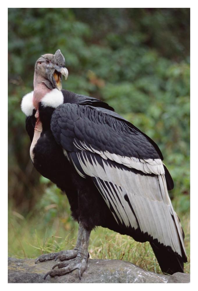 Andean Condor male, Cayambe, Ecuador-Paper Art-26"x38"
