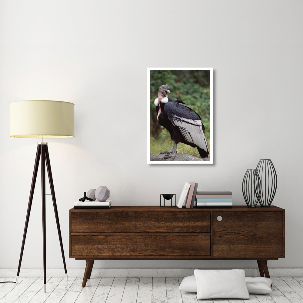 Andean Condor male, Cayambe, Ecuador-Paper Art-26&quotx38"