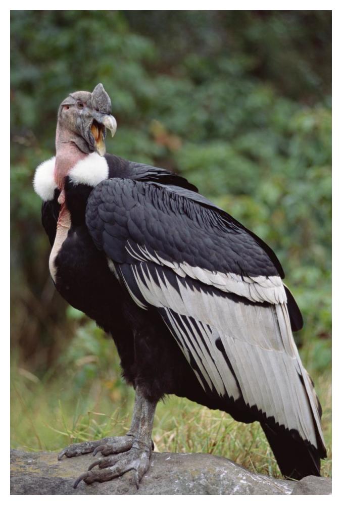 Andean Condor male, Cayambe, Ecuador-Paper Art-34"x50"