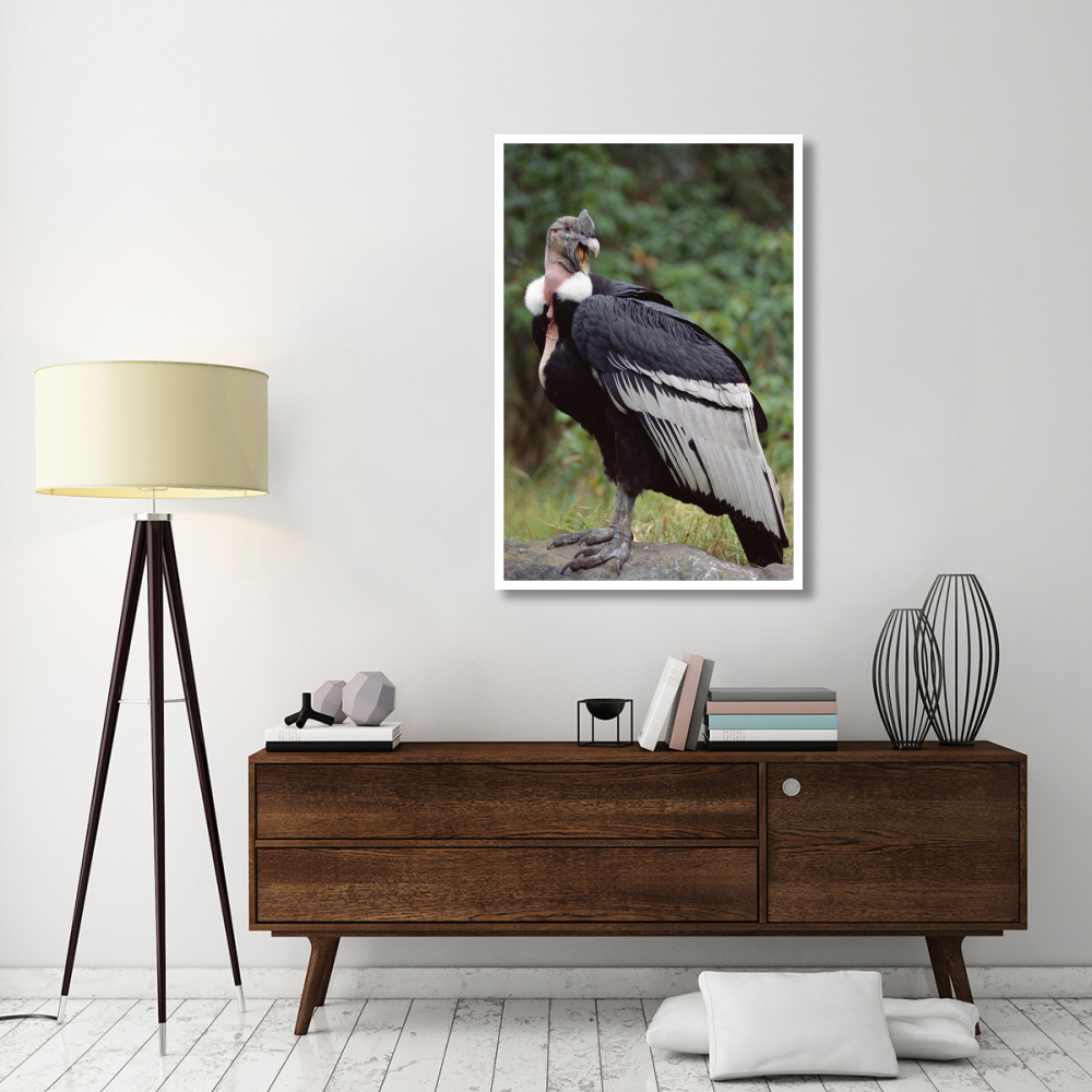 Andean Condor male, Cayambe, Ecuador-Paper Art-34&quotx50"