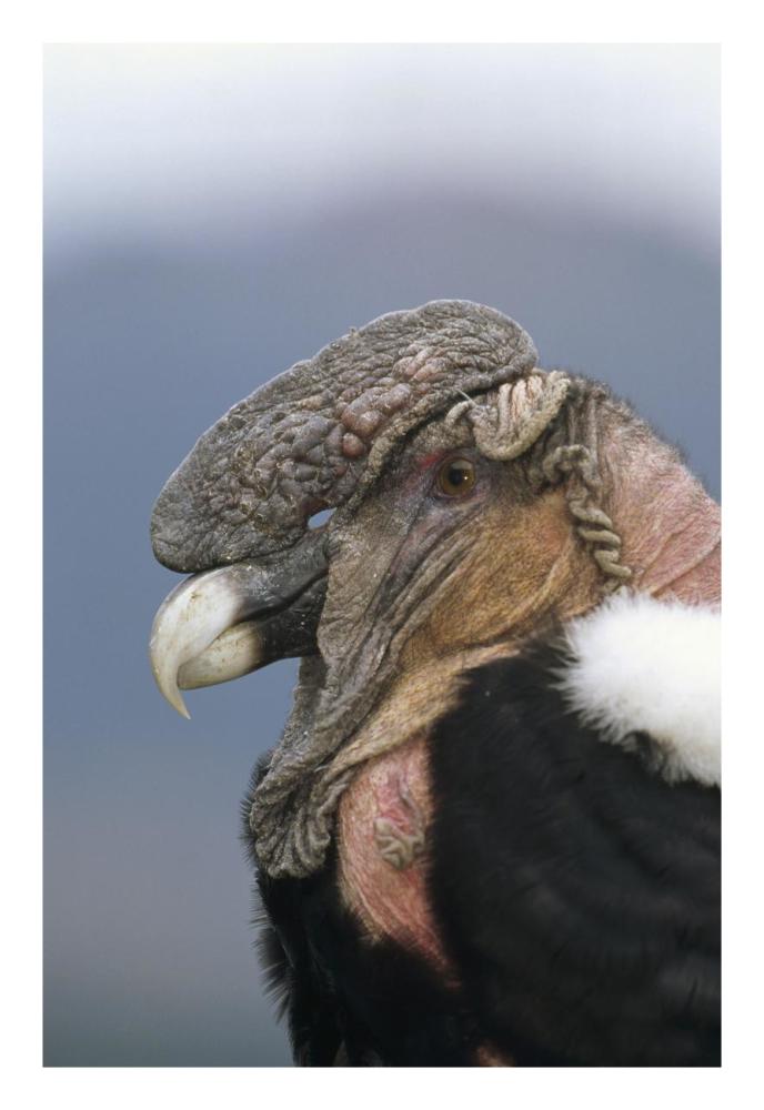 Andean Condor male, Cayambe, Ecuador-Paper Art-18"x26"