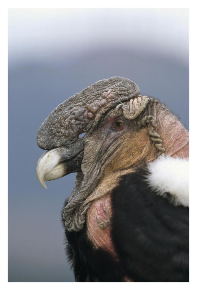 Andean Condor male, Cayambe, Ecuador-Paper Art-26"x38"