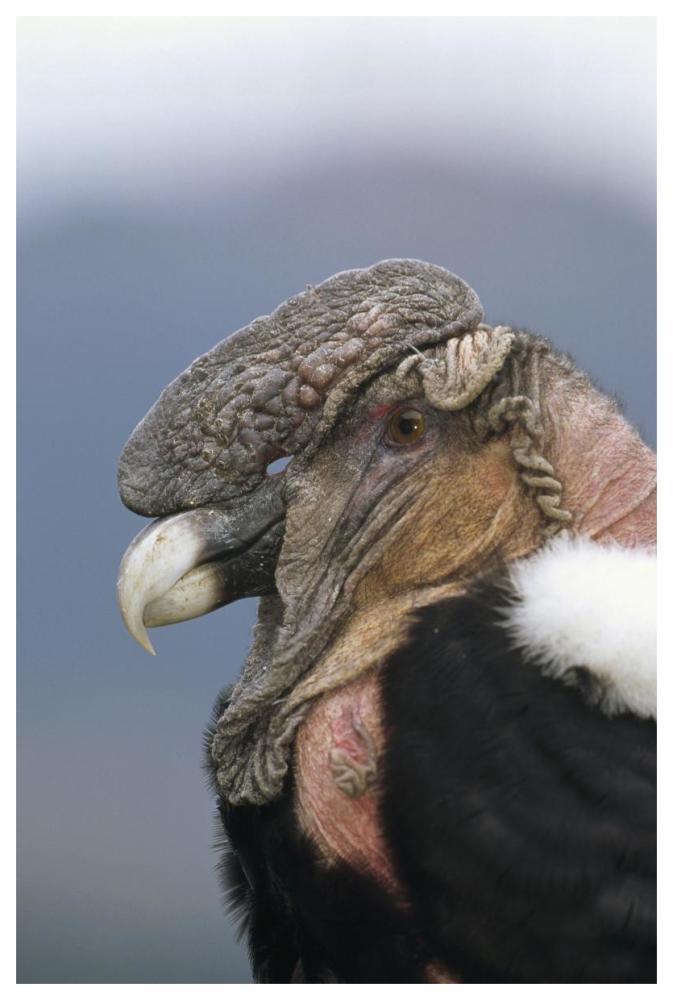 Andean Condor male, Cayambe, Ecuador-Paper Art-42"x62"