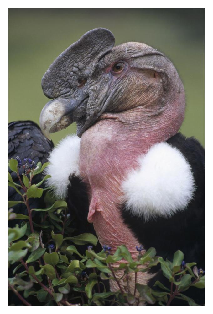 Andean Condor male, Cayambe, Ecuador-Paper Art-14"x20"