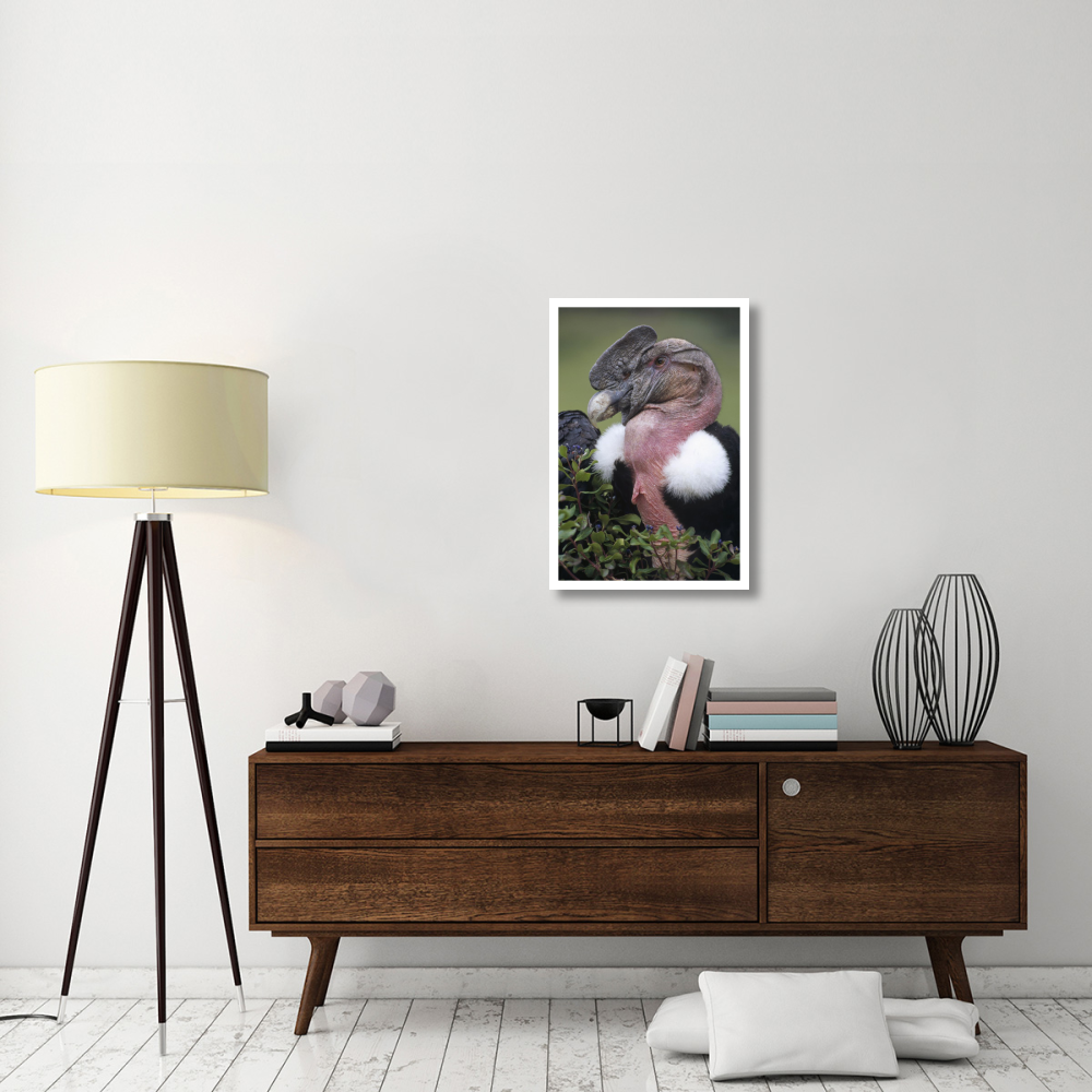 Andean Condor male, Cayambe, Ecuador-Paper Art-22&quotx32"