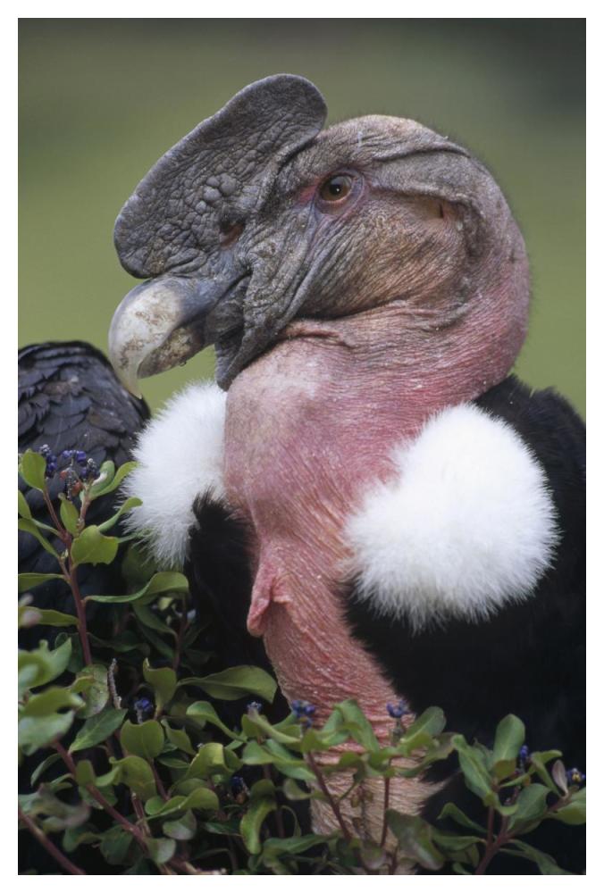 Andean Condor male, Cayambe, Ecuador-Paper Art-34"x50"
