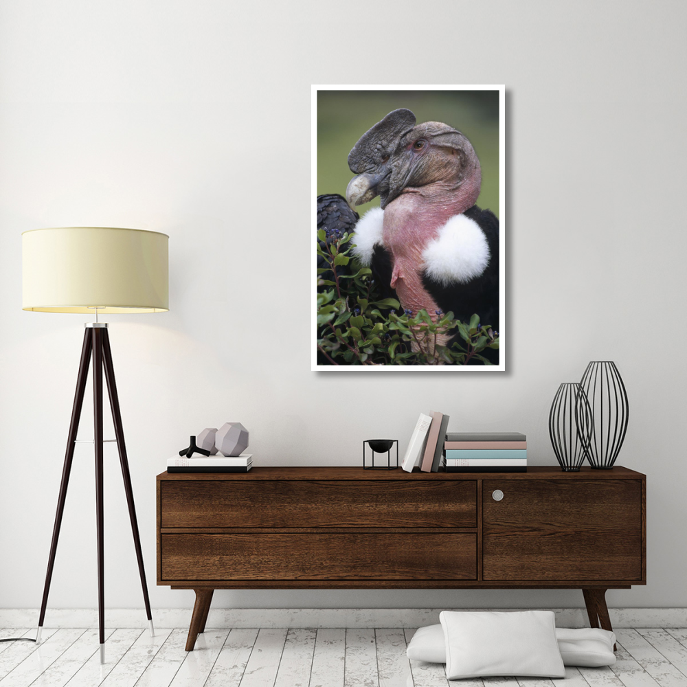 Andean Condor male, Cayambe, Ecuador-Paper Art-34&quotx50"
