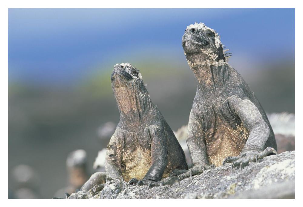 Marine Iguanas sky pointing to keep cool, Punta Espinosa, Galapagos Islands-Paper Art-20"x14"
