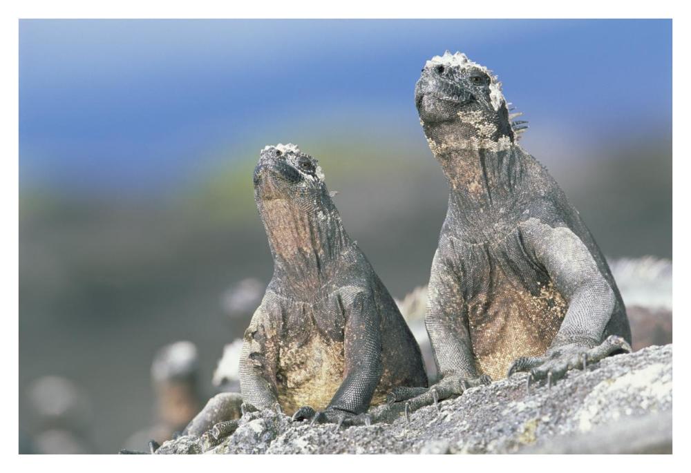 Marine Iguanas sky pointing to keep cool, Punta Espinosa, Galapagos Islands-Paper Art-38"x26"