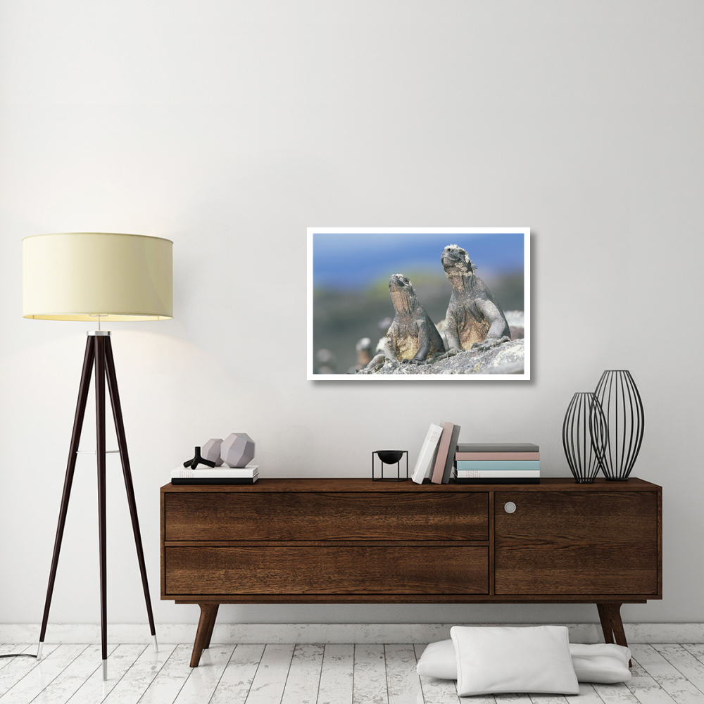 Marine Iguanas sky pointing to keep cool, Punta Espinosa, Galapagos Islands-Paper Art-38&quotx26"