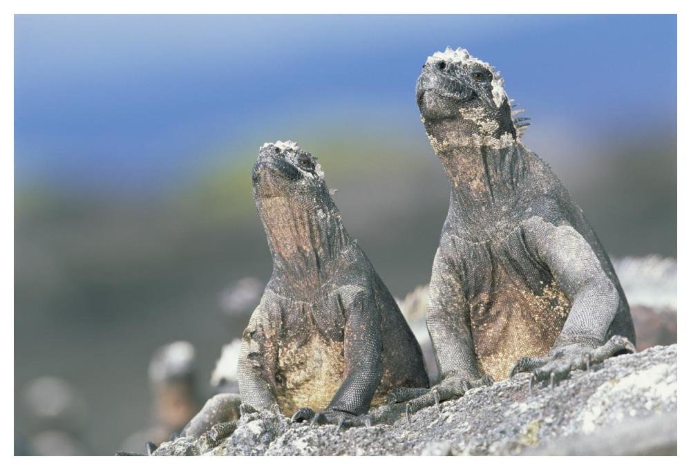 Marine Iguanas sky pointing to keep cool, Punta Espinosa, Galapagos Islands-Paper Art-50"x34"
