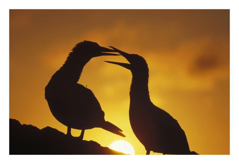 Masked Booby couple courting at sunset, Galapagos Islands, Ecuador-Paper Art-26"x18"