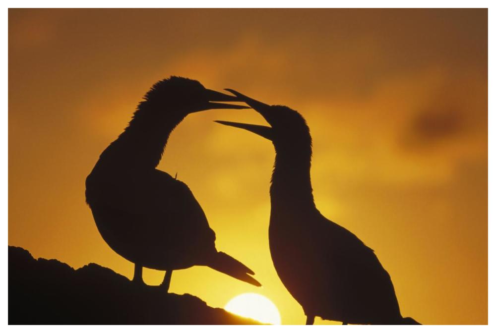 Masked Booby couple courting at sunset, Galapagos Islands, Ecuador-Paper Art-62"x42"
