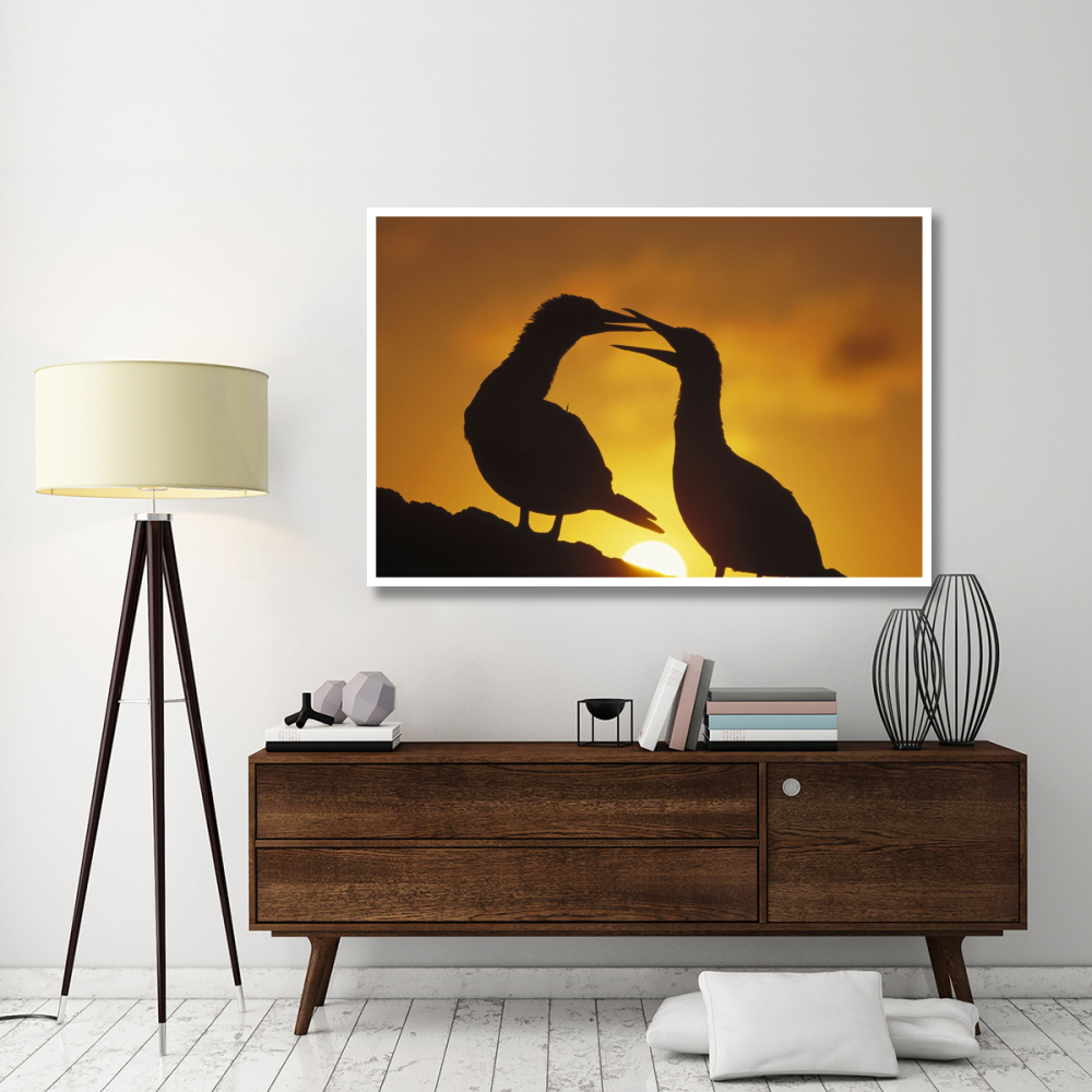 Masked Booby couple courting at sunset, Galapagos Islands, Ecuador-Paper Art-62&quotx42"