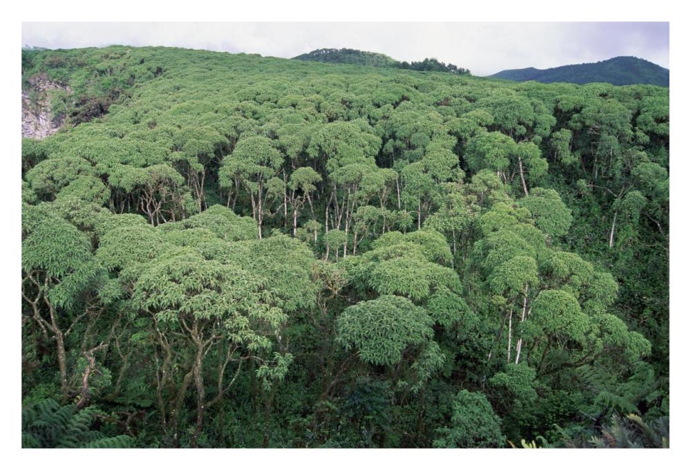 Scalesia forest during wet season, Galapagos Islands, Ecuador-Paper Art-32"x22"