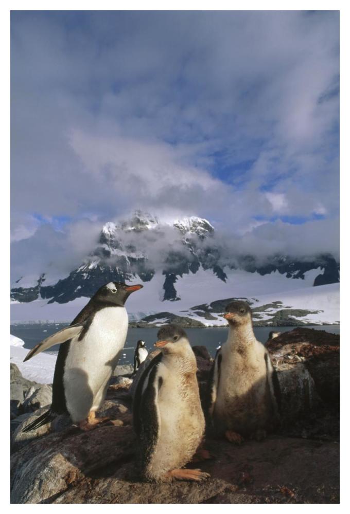 Gentoo Penguin with chicks, Port Lockroy, Wiencke Island,  Antarctica-Paper Art-34"x50"