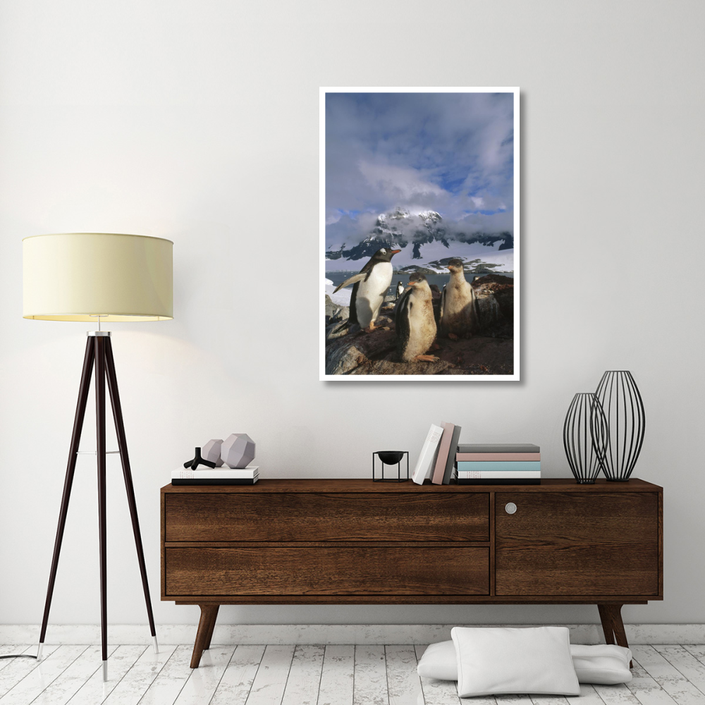 Gentoo Penguin with chicks, Port Lockroy, Wiencke Island,  Antarctica-Paper Art-34&quotx50"