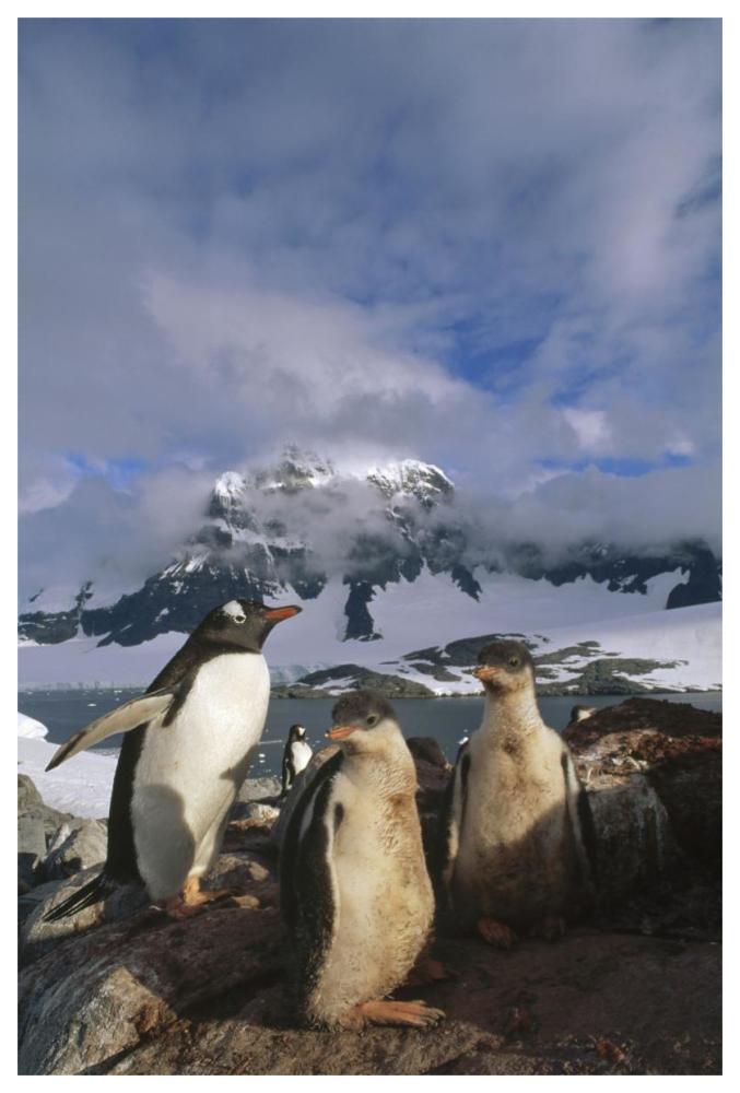 Gentoo Penguin with chicks, Port Lockroy, Wiencke Island,  Antarctica-Paper Art-42"x62"