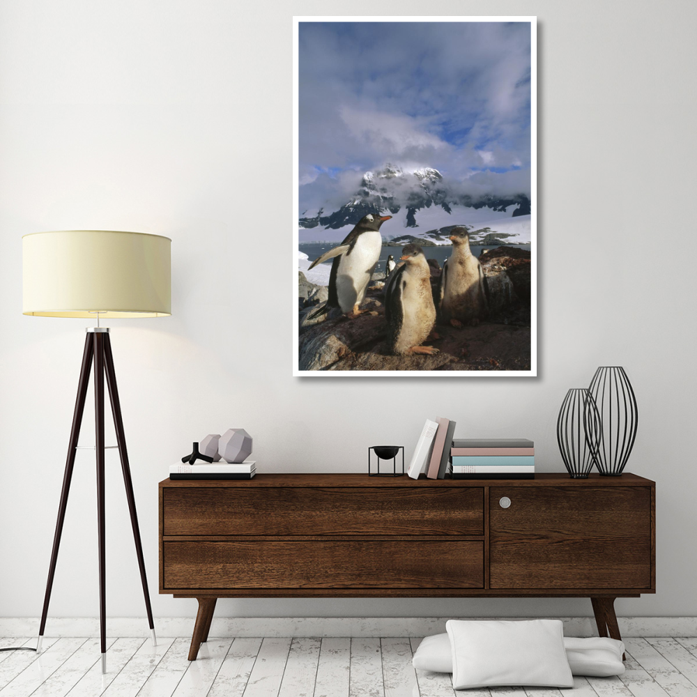 Gentoo Penguin with chicks, Port Lockroy, Wiencke Island,  Antarctica-Paper Art-42&quotx62"