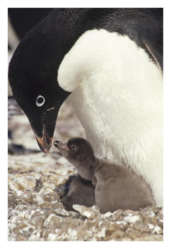 Adelie Penguin chick begging parent for food, Peterson Island, Antarctica-Paper Art-22"x32"