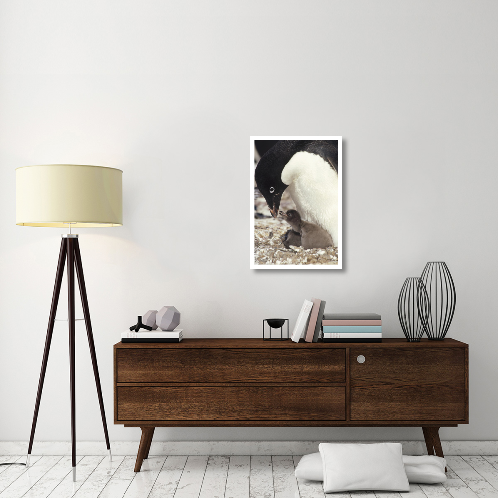 Adelie Penguin chick begging parent for food, Peterson Island, Antarctica-Paper Art-22&quotx32"
