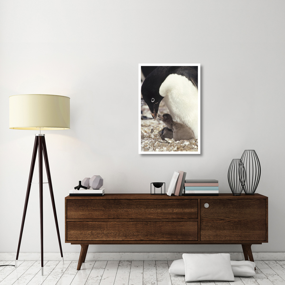 Adelie Penguin chick begging parent for food, Peterson Island, Antarctica-Paper Art-26&quotx38"
