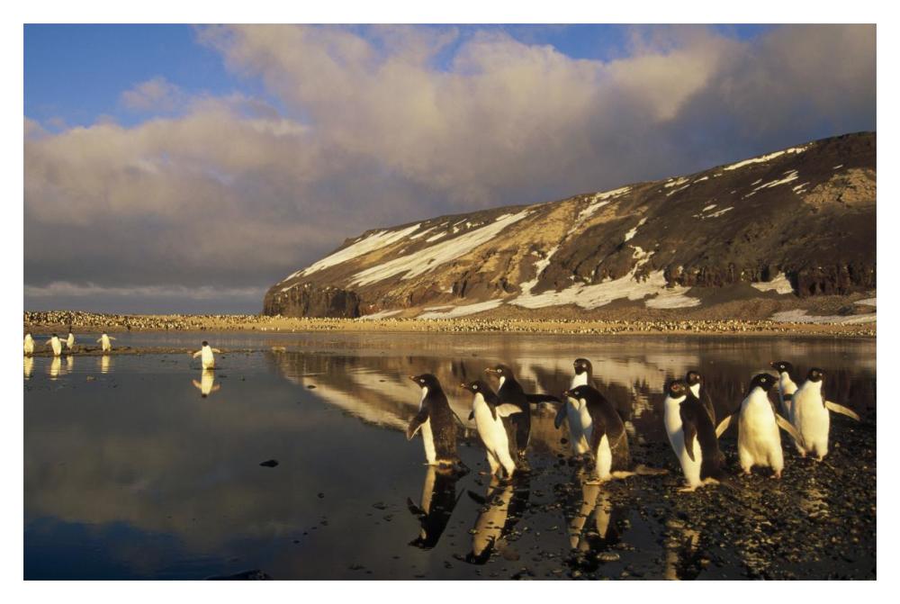 Adelie Penguin group commuting, Cape Adare, Ross Sea, Antarctica-Paper Art-20"x14"