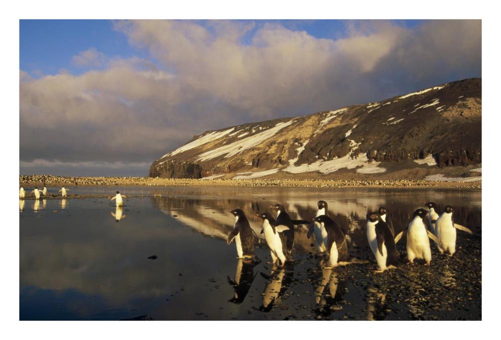 Adelie Penguin group commuting, Cape Adare, Ross Sea, Antarctica-Paper Art-26"x18"