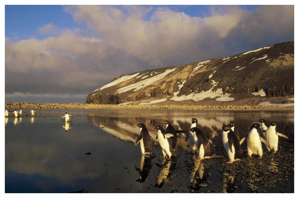 Adelie Penguin group commuting, Cape Adare, Ross Sea, Antarctica-Paper Art-62"x42"