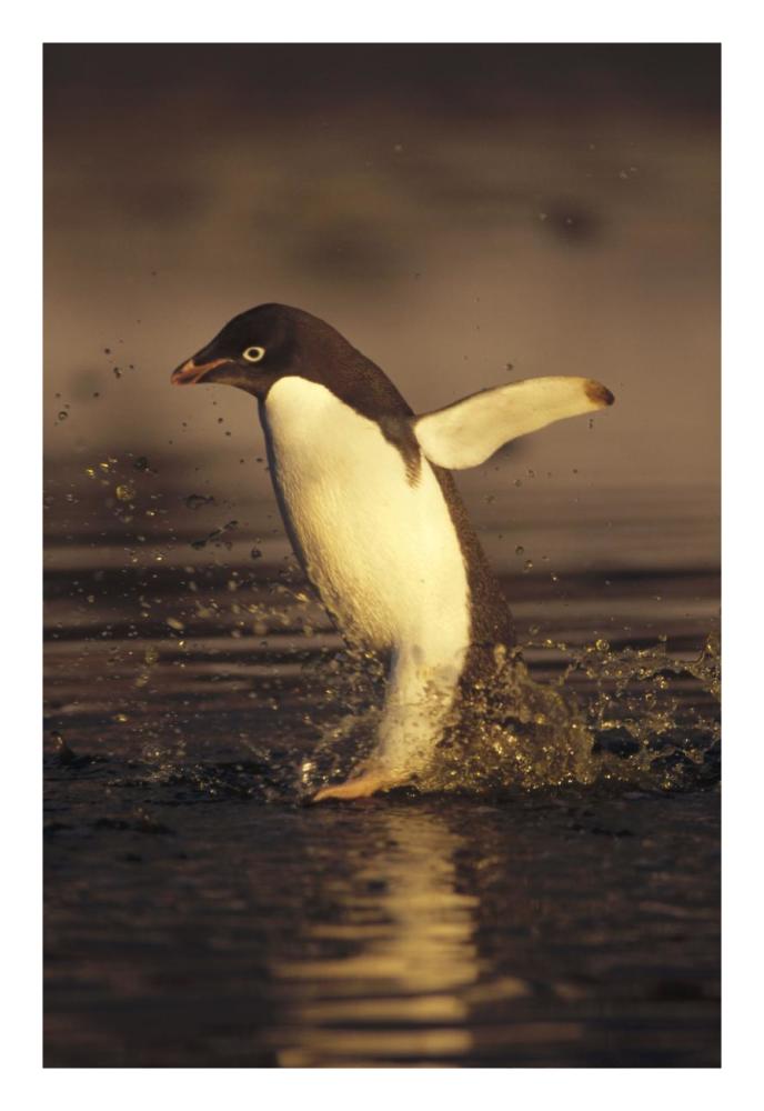 Adelie Penguin commuting, Cape Adare, Ross Sea, Antarctica-Paper Art-18"x26"