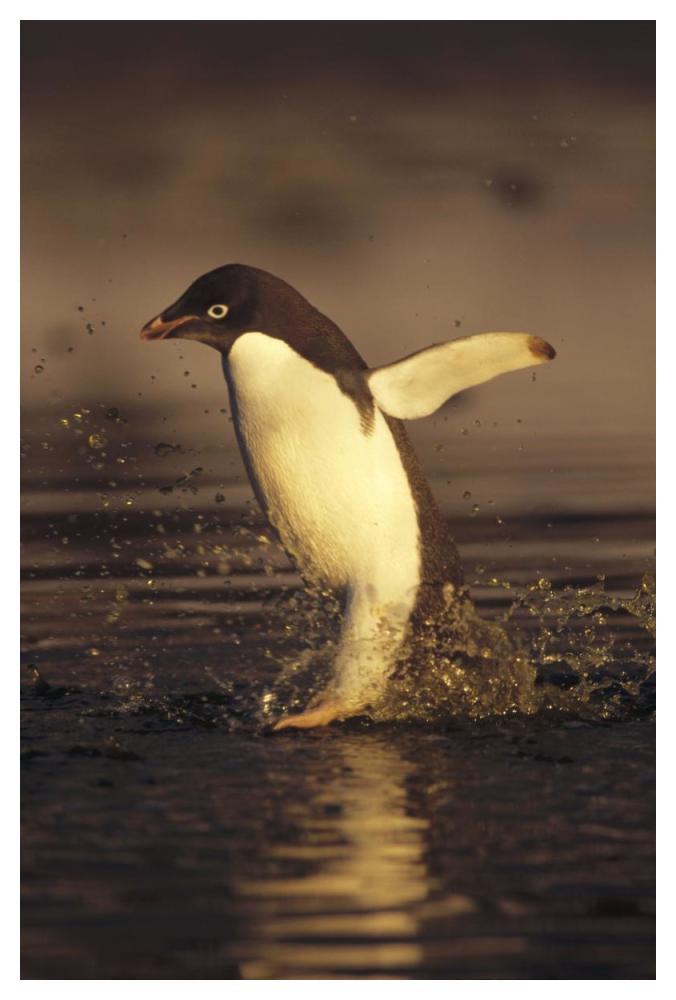 Adelie Penguin commuting, Cape Adare, Ross Sea, Antarctica-Paper Art-34"x50"