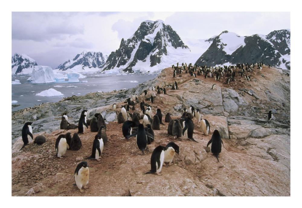 Adelie Penguin rookery, Petermann Island, Antarctic Peninsula, Antarctica-Paper Art-26"x18"