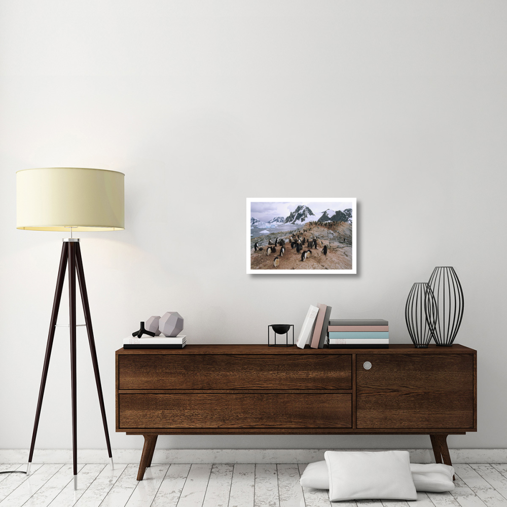Adelie Penguin rookery, Petermann Island, Antarctic Peninsula, Antarctica-Paper Art-26&quotx18"