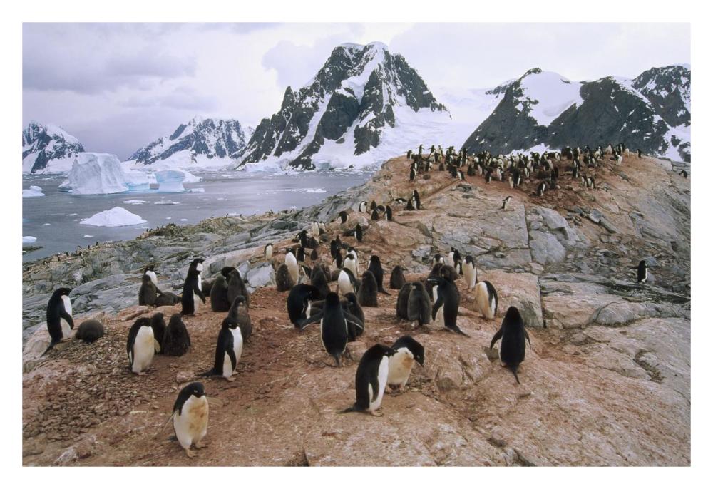 Adelie Penguin rookery, Petermann Island, Antarctic Peninsula, Antarctica-Paper Art-32"x22"