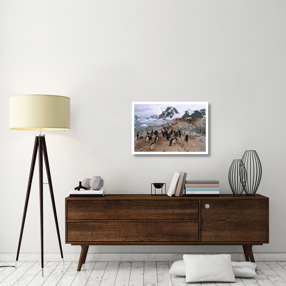 Adelie Penguin rookery, Petermann Island, Antarctic Peninsula, Antarctica-Paper Art-32&quotx22"