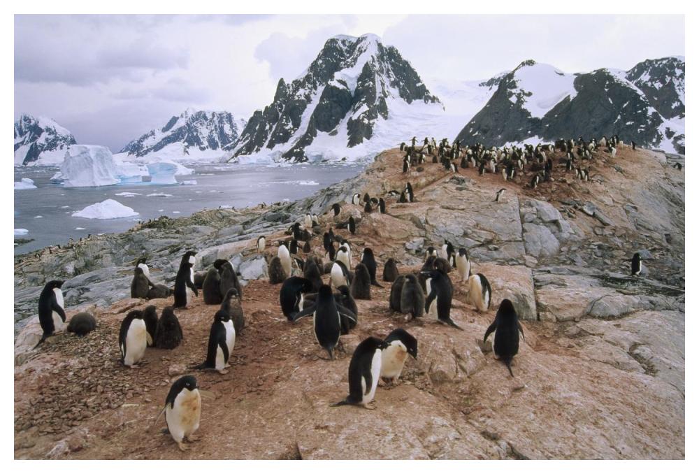 Adelie Penguin rookery, Petermann Island, Antarctic Peninsula, Antarctica-Paper Art-50"x34"