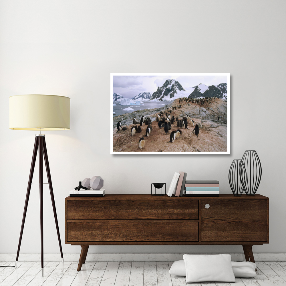 Adelie Penguin rookery, Petermann Island, Antarctic Peninsula, Antarctica-Paper Art-50&quotx34"