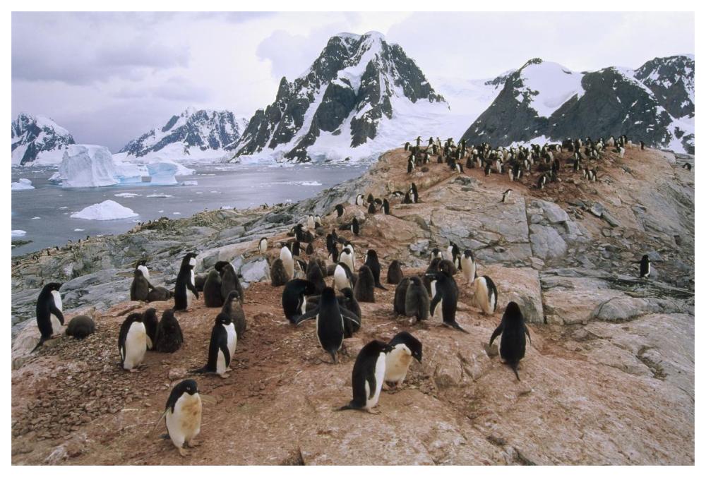 Adelie Penguin rookery, Petermann Island, Antarctic Peninsula, Antarctica-Paper Art-62"x42"