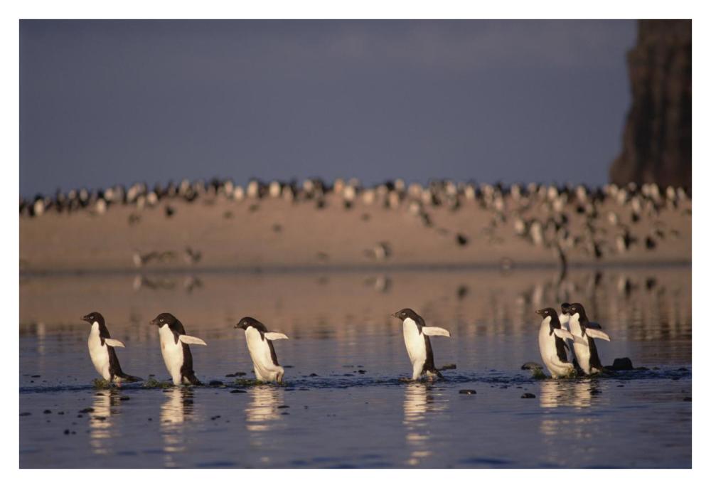 Adelie Penguin group commuting, Cape Adare, Ross Sea, Antarctica-Paper Art-38"x26"