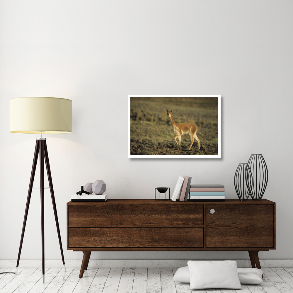 Vicuna, Pampa Galeras Nature Reserve,  Peru-Paper Art-38&quotx26"