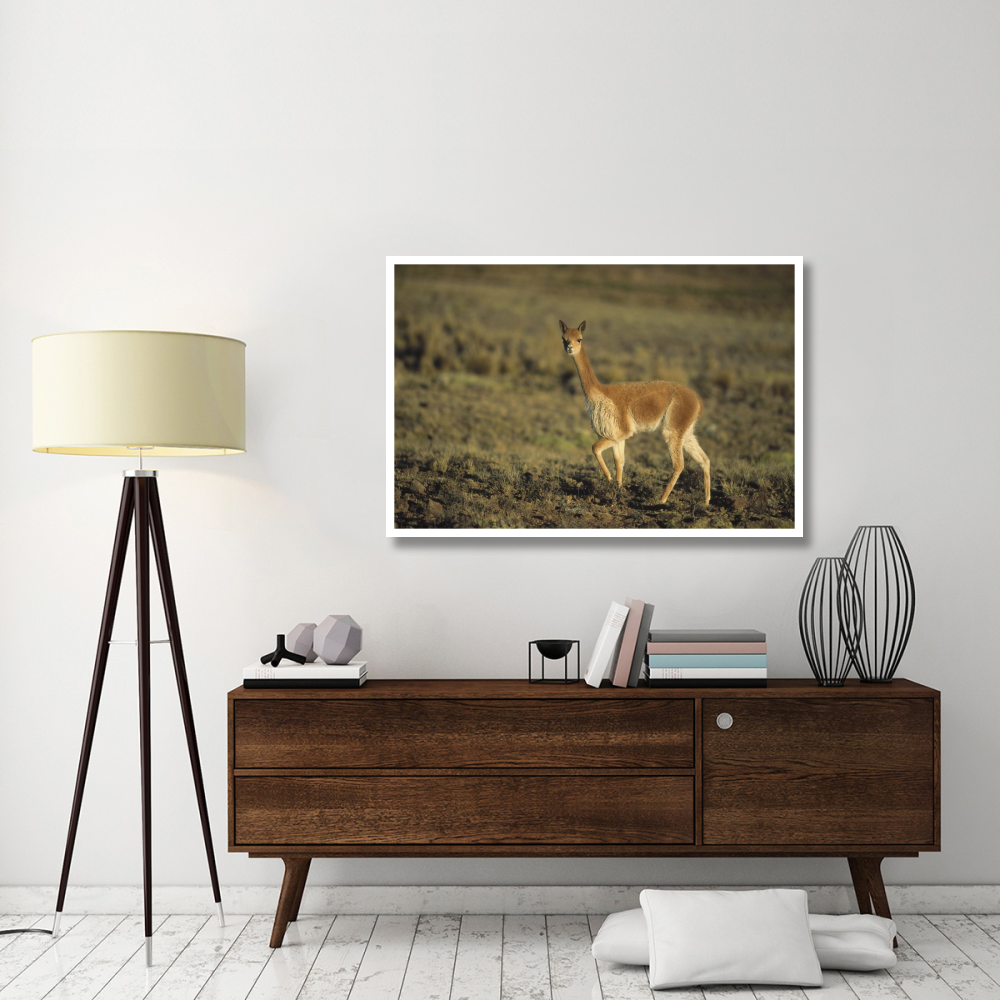 Vicuna, Pampa Galeras Nature Reserve,  Peru-Paper Art-50&quotx34"