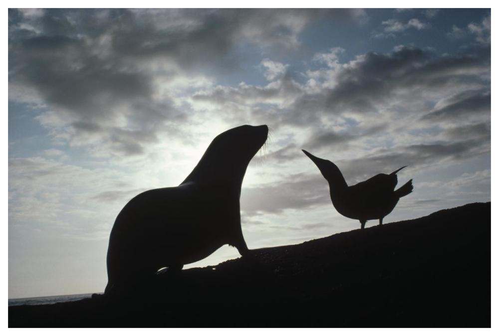 Galapagos Fur Seal pup and Blue-footed Booby, Galapagos Islands, Ecuador-Paper Art-62"x42"