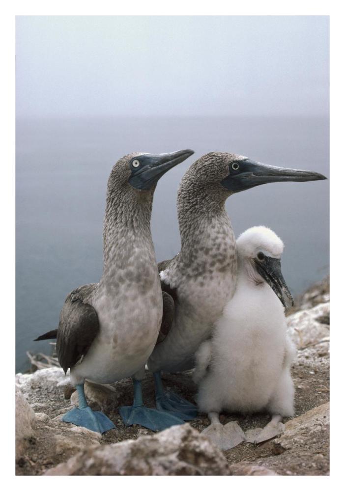 Blue-footed Booby pair with chick, Galapagos Islands, Ecuador-Paper Art-22"x32"