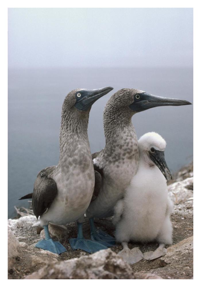 Blue-footed Booby pair with chick, Galapagos Islands, Ecuador-Paper Art-26"x38"