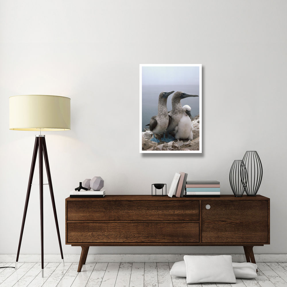 Blue-footed Booby pair with chick, Galapagos Islands, Ecuador-Paper Art-26&quotx38"