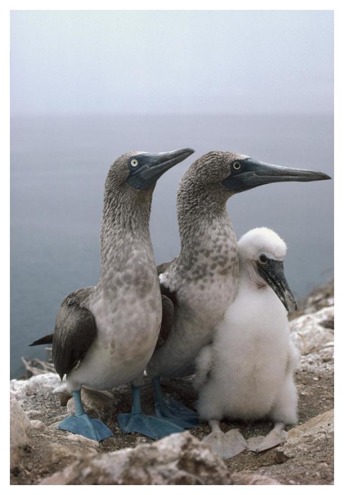 Blue-footed Booby pair with chick, Galapagos Islands, Ecuador-Paper Art-34"x50"