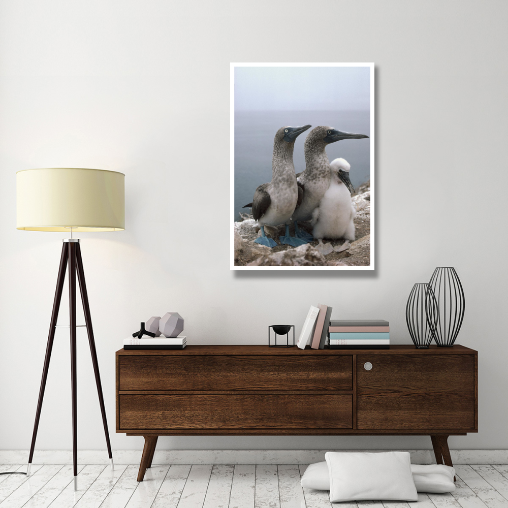 Blue-footed Booby pair with chick, Galapagos Islands, Ecuador-Paper Art-34&quotx50"